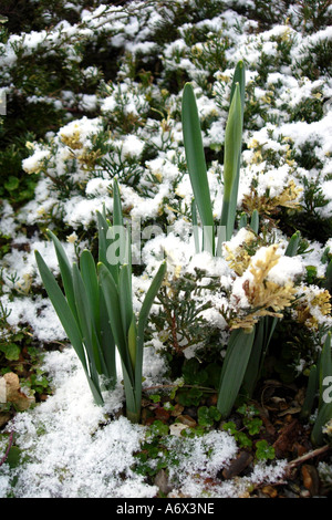 Narzissen im Winterschnee. Stockfoto