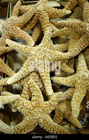 Weltweit größte Shell Factory eine beliebte Touristenattraktion in North Fort FT Myers Florida FL Stockfoto