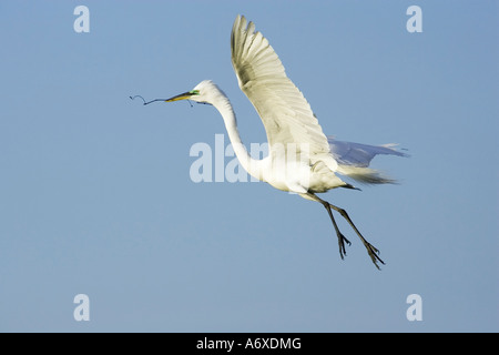 Ein Erwachsener Silberreiher, die Landung am Standort Nest mit Verschachtelung material Stockfoto