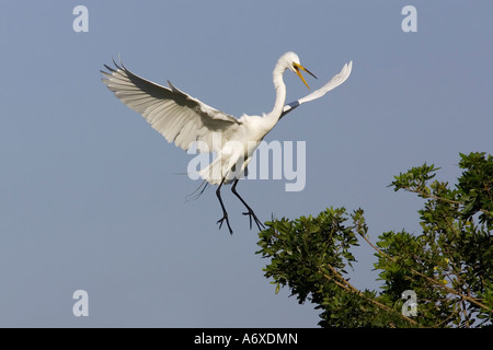 Ein Erwachsener Silberreiher, die Landung am Standort nest Stockfoto