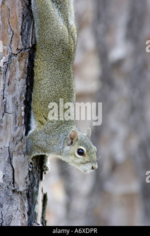 Erwachsenen graue Eichhörnchen herab eine Tanne Stockfoto