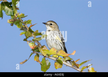 Eine Erwachsene gelb Psephotus Warbler thront in Baum Stockfoto
