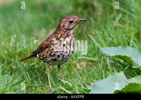 Singdrossel Turdus Philomelos stehen auf dem Rasen mit Kopf auf der einen Seite hören für Würmer Potton Bedfordshire Stockfoto