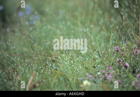 Almwiese Rasen nach dem Regen in Pirin-Gebirges Bulgarien Stockfoto