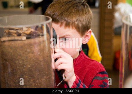 BEWAHRT Ryerson Student Verwendung Lupe um Zikaden in Plexiglas Rohr Bildungsprogramm 17-jährige Luke zu studieren Stockfoto