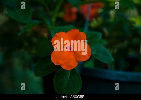 Eine einzelne Blüte der Impatiens (Busy Lizzy) in einem hängenden Topf. Stockfoto