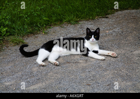 Eine schwarze und weiße Katze auf einem Feldweg. Stockfoto
