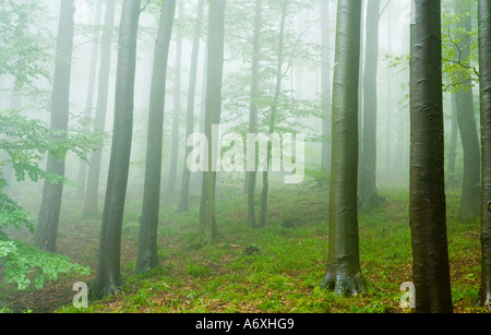 Großbritannien-Schottland-Wald unter Nebel Stockfoto