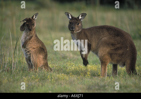 Südaustralien, Mutter und Joey Kangaroo Island Känguru, Unterart des westlichen grau. Stockfoto