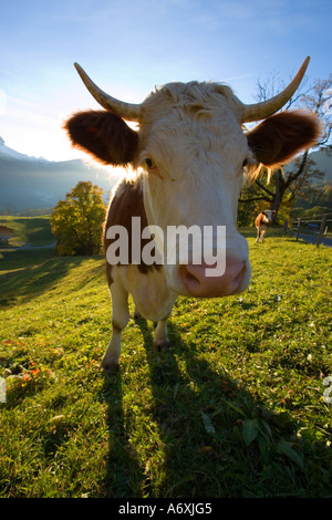 Schweiz Bertner Oberland Schweizer Kuh im Feld Stockfoto