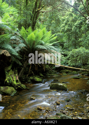 Nelson Bach, Franklin-Gordon Wild Rivers NP, Tasmanien, Australien Stockfoto