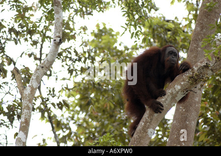 Männlichen Orang-Utan in der wild - Sabah - Malaysia Stockfoto