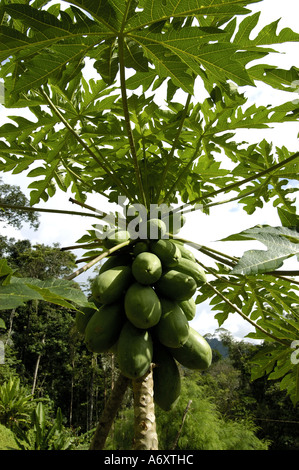 Papaya Papayafrucht oder Paw Paw Baum Stockfoto