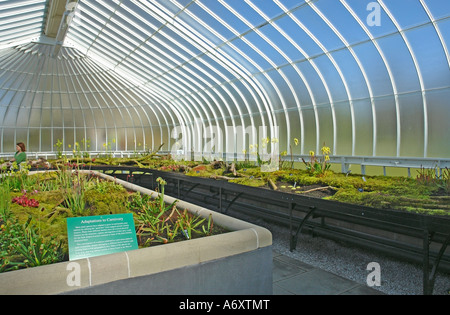 Fleischfressende Pflanzen in den Kibble Palace Glasgow Botanic Gardens Stockfoto