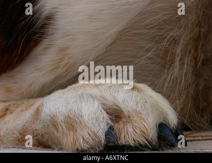 Hintere Pfote eines Hundes Stockfoto