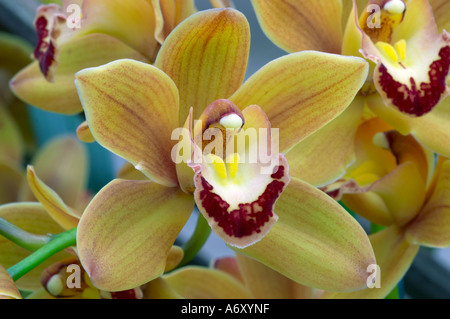 Cymbidium Latigo Stockfoto