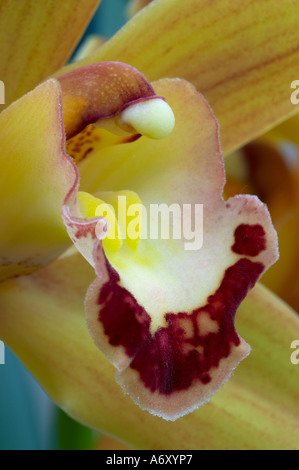 Cymbidium Latigo Stockfoto