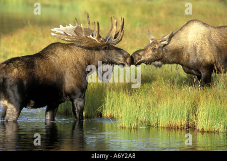 Küssende Paar Wonder Lake Denali Natl Elchpark innen Alaska Herbst weiblichen männlichen Grass Stockfoto