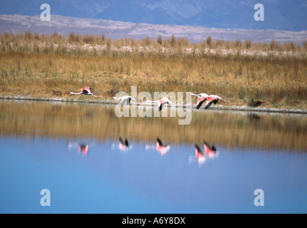 Herde von chilenischen Flamingos Phoenicopterus Chilensis fliegen über einem See Laguna Lejia Atacama Wüste Chile Stockfoto