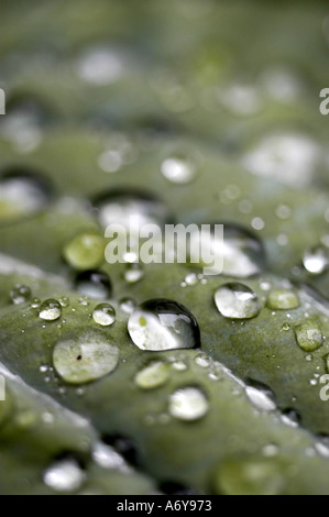 Regentropfen auf Blatt Stockfoto