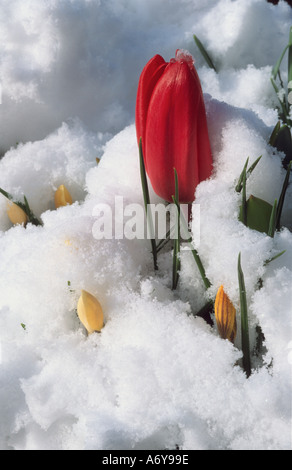 rote Tulpe und gelbe Krokus wächst durch Schnee Stockfoto