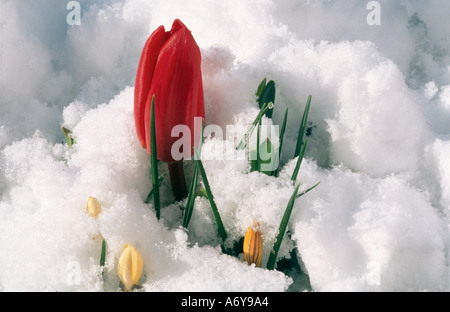 rote Tulpe und gelbe Krokus wächst durch Schnee Stockfoto
