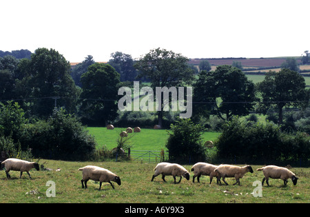 Cotswolds Gloucestershire britische England Bauernhof Landschaft Schaf Schafe Stockfoto
