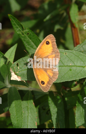 Gatekeeper Schmetterling auf Buddleja Blatt in einem Garten Cheshire England Vereinigtes Königreich UK Stockfoto