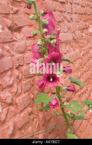 Stockrose Blume Stockfoto