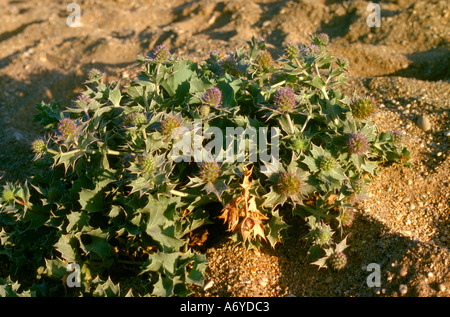 Meer-Holly Eryngium Maritimum, Apiaceae Stockfoto