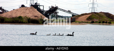 Eine Familie von Enten leben glücklich in ein Naturschutzgebiet mit einem Zement Steinbruch im Hintergrund, die zeigen, wie die Natur für die Industrie angepasst hat. Stockfoto