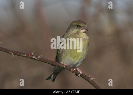 Grünfink Zuchtjahr Chloris auf eine rose Zweig Kent UK winter Stockfoto