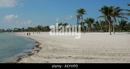 unglaubliche Aussicht Strand mühsam Küste Palm Baum Sand unendlich endlos Wasser Straße große Wasser Amerika Amerika Strand Strände Stockfoto