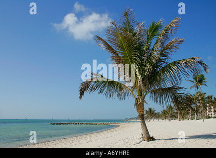 unglaubliche Aussicht Strand mühsam Küste Palm Baum Sand unendlich endlos Wasser Straße große Wasser Amerika Amerika Strand Strände Stockfoto