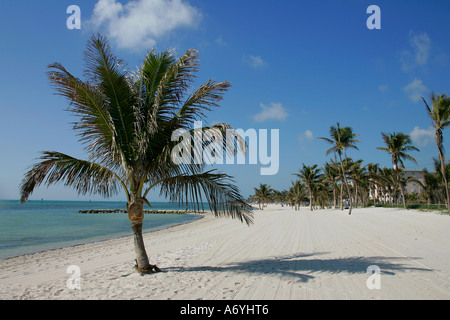 unglaubliche Aussicht Strand mühsam Küste Palm Baum Sand unendlich endlos Wasser Straße große Wasser Amerika Amerika Strand Strände Stockfoto