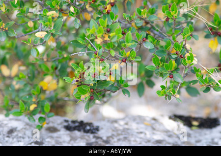 Domaine Cazeneuve in Lauret. PIC St. Loup. Languedoc. Garrigue Unterholz Vegetation mit Sträuchern und Kräutern. Frankreich. Europa. Stockfoto