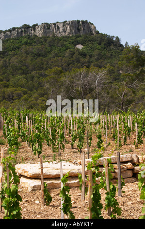 Domaine Clos Marie. PIC St. Loup. Languedoc. Carignan Traube Rebsorte. Frankreich. Europa. Weingut. Stockfoto