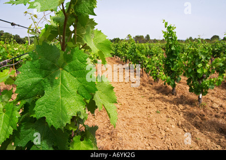 Domaine Clos Marie. PIC St. Loup. Languedoc. Weinlaub. Frankreich. Europa. Weingut. Stockfoto