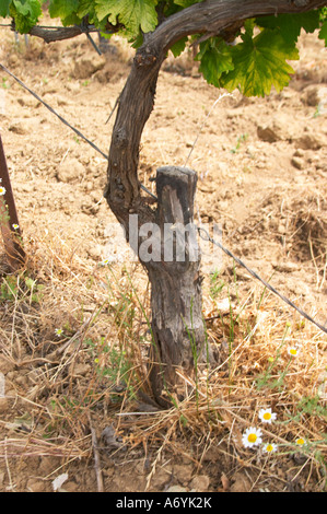 Domaine Clos Marie. PIC St. Loup. Languedoc. Feld-gepfropft (Surgreffe, Surgreffage) Reben. Frankreich. Europa. Weingut. Stockfoto