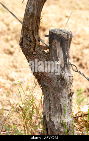 Domaine Clos Marie. PIC St. Loup. Languedoc. Feld-gepfropft (Surgreffe, Surgreffage) Reben. Frankreich. Europa. Weingut. Stockfoto