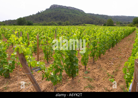 Domaine Clos Marie. PIC St. Loup. Languedoc. Versuchsweinberg mit 9000 Reben pro Hektar. Frankreich. Europa. Weingut. Stockfoto