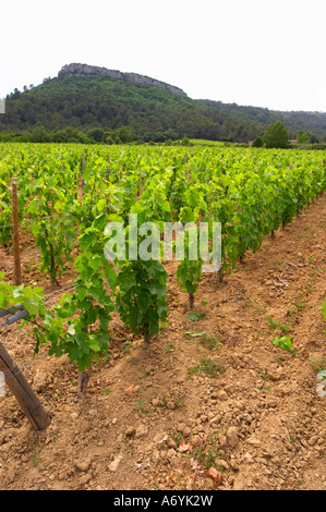 Domaine Clos Marie. PIC St. Loup. Languedoc. Versuchsweinberg mit 9000 Reben pro Hektar. Frankreich. Europa. Weingut. Stockfoto