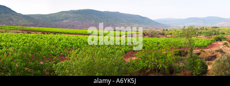 Blick über die Weinberge in der Nähe von St Jean De La Blaquiere aus dem Hotel Le Sanglier in Saint-Saturnin / Montpeyroux Provinz Languedoc. Frankreich. Europa. Weingut. Berge im Hintergrund. Stockfoto