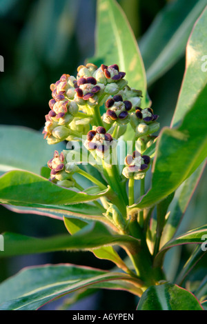 Der Honig duftenden Euphorbia Mellifera Blüte Anfang April Stockfoto