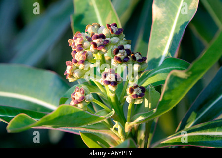 Der Honig duftenden Euphorbia Mellifera Blüte Anfang April Stockfoto