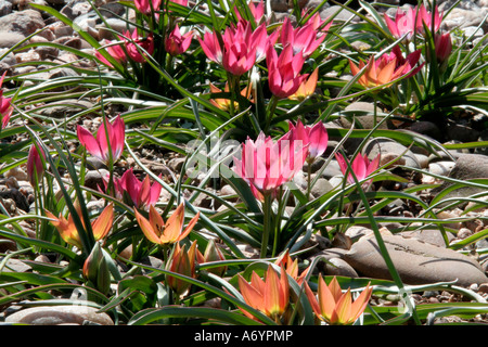 Rosa Tulipa Humilis kleine Schönheit und orange T Humilis kleine Prinzessin Stockfoto