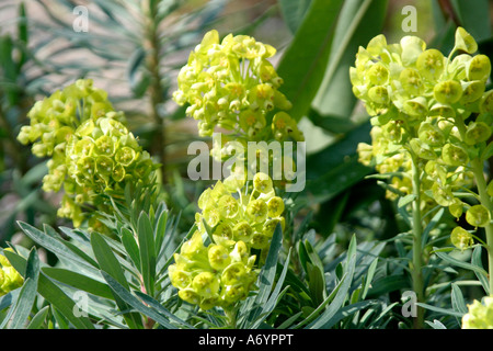 Euphorbia Characias Wulfenii Lambrook Gold Anfang April Stockfoto