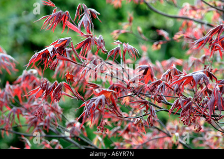 Acer Palmatum Bloodgood neu entstanden verlässt April 6 Stockfoto