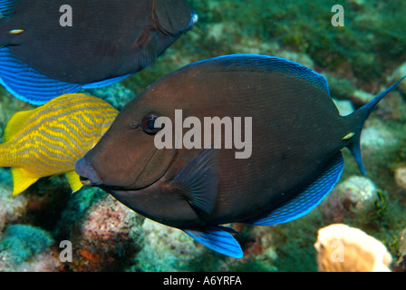 blaue Tang in Florida Stockfoto