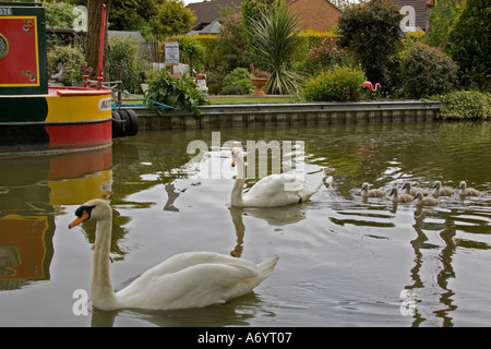 Schwan (Cygnini) mit sechs Cygnets am Kanal Stockfoto